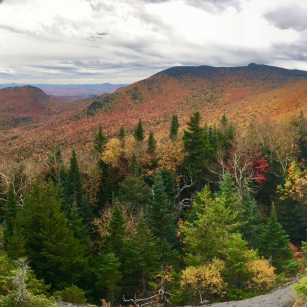 Environmental Investment: Burnt Mountain Forestry Project